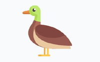 Duck